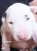 Additional photos: Standard bull terrier puppies