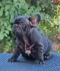 Additional photos: French bulldog