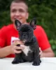 Photo №3. French bulldog Puppies. Germany