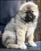 Photo №4. I will sell caucasian shepherd dog in the city of Belgrade. breeder - price - negotiated