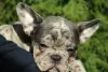 Photo №4. I will sell french bulldog in the city of Belgrade. breeder - price - negotiated