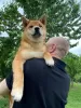 Additional photos: Shiba Inu puppies