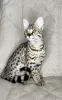 Photo №1. savannah cat - for sale in the city of Москва | 13108$ | Announcement № 26055