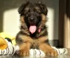 Additional photos: Long-haired German Shepherd girls