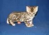 Photo №1. bengal cat - for sale in the city of Walldorf | negotiated | Announcement № 110366