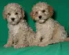 Photo №3. Real maltipu puppies (toy poodle). Boys.. Belarus