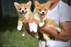 Additional photos: Welsh corgi pembroke puppies