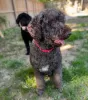 Photo №1. barbet dog - for sale in the city of Munich | 634$ | Announcement № 105766