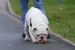 Photo №1. english bulldog - for sale in the city of Москва | 2367$ | Announcement № 1788