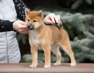 Photo №1. shiba inu - for sale in the city of Москва | 1339$ | Announcement № 6390