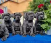 Photo №1. cane corso - for sale in the city of Poltava | 1768$ | Announcement № 86326