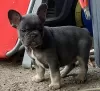 Photo №2 to announcement № 122526 for the sale of french bulldog - buy in Canada breeder