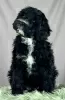 Additional photos: Portuguese Water Dog puppies