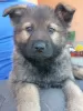 Additional photos: German Shepherd puppies