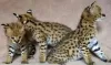 Photo №1. savannah cat - for sale in the city of Баку | 687$ | Announcement № 117440