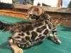 Photo №1. bengal cat - for sale in the city of Бохольт | 371$ | Announcement № 109226