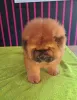 Additional photos: Chow chow puppies