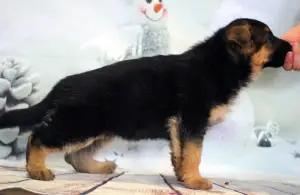 Additional photos: German Shepherd Puppy