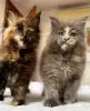 Photo №2 to announcement № 103716 for the sale of maine coon - buy in Germany breeder