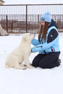 Additional photos: Central Asian Shepherd Puppies