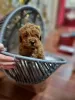 Photo №1. poodle (toy) - for sale in the city of Temerin | Is free | Announcement № 84465