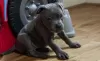 Photo №3. Beautiful Staffordshire bull terrier puppies. Ireland