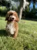 Additional photos: Cavapoo Poodle & Cavalier Beautiful female Welcome!!