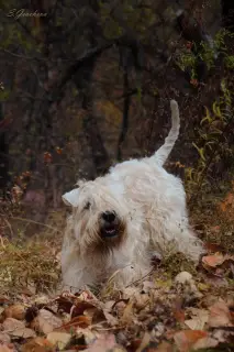 Photo №3. Puppies Irish Soft Coated Wheaten Terrier.. Russian Federation