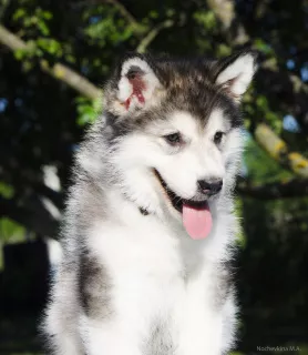 Photo №3. Colored puppies of Alaskan Malamute. Russian Federation