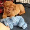 Photo №1. dogue de bordeaux - for sale in the city of Roosendaal | 634$ | Announcement № 79977