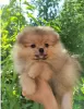 Photo №3. Pomeranian children are ready to move to a new family!. Uzbekistan