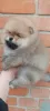 Photo №4. I will sell pomeranian in the city of Ужгород. private announcement, from nursery, breeder - price - 700$