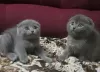 Additional photos: Stunning Pedigree GCCF Scottish Fold kIttens