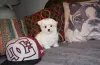 Photo №1. maltese dog - for sale in the city of Флоренция | 371$ | Announcement № 107583