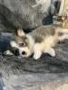 Photo №3. Pembroke Welsh Corgi puppies from award-winning parents from a European kennel. United States