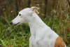 Photo №2. Mating service whippet. Price - negotiated