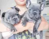 Photo №1. french bulldog - for sale in the city of Leeuwarden | negotiated | Announcement № 99800