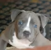 Photo №3. American Staffordshire Terrier Beautiful Puppies. Montenegro