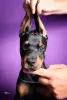 Additional photos: Doberman puppies