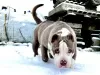 Additional photos: AMERICAN BULLY PUPPIES