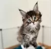 Photo №3. Healthy cute adorable Maine coon kittens available now for sell. Switzerland