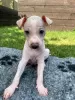 Photo №1. american hairless terrier, mexican hairless dog - for sale in the city of Aarau | negotiated | Announcement № 81506