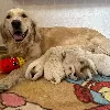 Additional photos: Golden Retriever Puppies