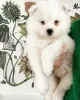 Photo №3. Samoyed puppies samojed male / female FCI. Poland