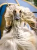 Photo №1. afghan hound - for sale in the city of St. Petersburg | negotiated | Announcement № 9040