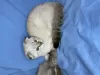 Photo №4. I will sell scottish fold in the city of Poltava. breeder - price - 131$