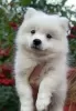 Photo №3. Japanese Spitz puppies. Ukraine