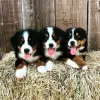 Photo №1. bernese mountain dog - for sale in the city of Berlin | negotiated | Announcement № 38240