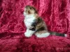 Photo №2 to announcement № 9312 for the sale of highland fold - buy in Russian Federation breeder