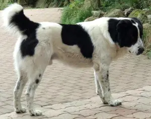 Additional photos: Central Asian Shepherd Dog puppy male